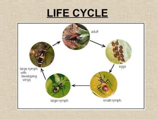 LIFE CYCLE
 