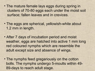 • The mature female lays eggs during spring in
clusters of 70-80 eggs each under the moist soil
surface; fallen leaves and in crevices.
• The eggs are spherical, yellowish-white about
1.2 mm in length.
• After 7 days of incubation period and moist
weather, eggs are hatched into active 1 mm long
red coloured nymphs which are resemble the
adult except size and absence of wings.
• The nymphs feed gregariously on the cotton
bolls. The nymphs undergo 5-moults within 49-
89-days to reach adult stage.
 