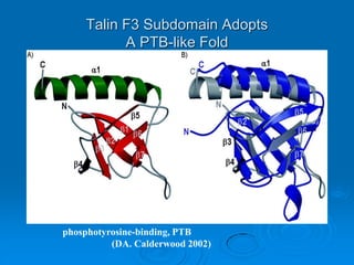 Talin F3 Subdomain Adopts
A PTB-like Fold
phosphotyrosine-binding, PTB
(DA. Calderwood 2002)
 