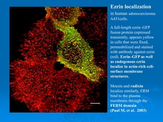 Ezrin localization
in human adenocarcinoma
A431cells.
A full-length ezrin–GFP
fusion protein expressed
transiently, appears yellow
in cells that were fixed,
permeabilized and stained
with antibody against ezrin
(red). Ezrin–GFP as well
as endogenous ezrin
localize in actin-rich cell-
surface membrane
structures.
Moesin and radixin
localize similarly, ERM
bind to the plasma
membrane through the
FERM domain
(Paul M, et al. 2003)
 