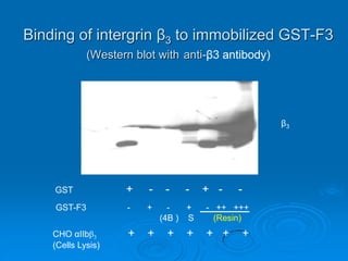 Binding of intergrin β3 to immobilized GST-F3
(Western blot with anti-β3 antibody)
GST + - - - + - -
CHO αIIbβ3 + + + + + + +
(Cells Lysis)
GST-F3 - + - + - ++ +++
(4B ) S (Resin)
β3
 