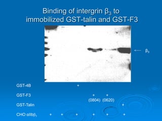 Binding of intergrin β3 to
immobilized GST-talin and GST-F3
GST-4B +
GST-F3 + +
(0804) (0620)
GST-Talin +
CHO αIIbβ3 + + + + + +
β3
 