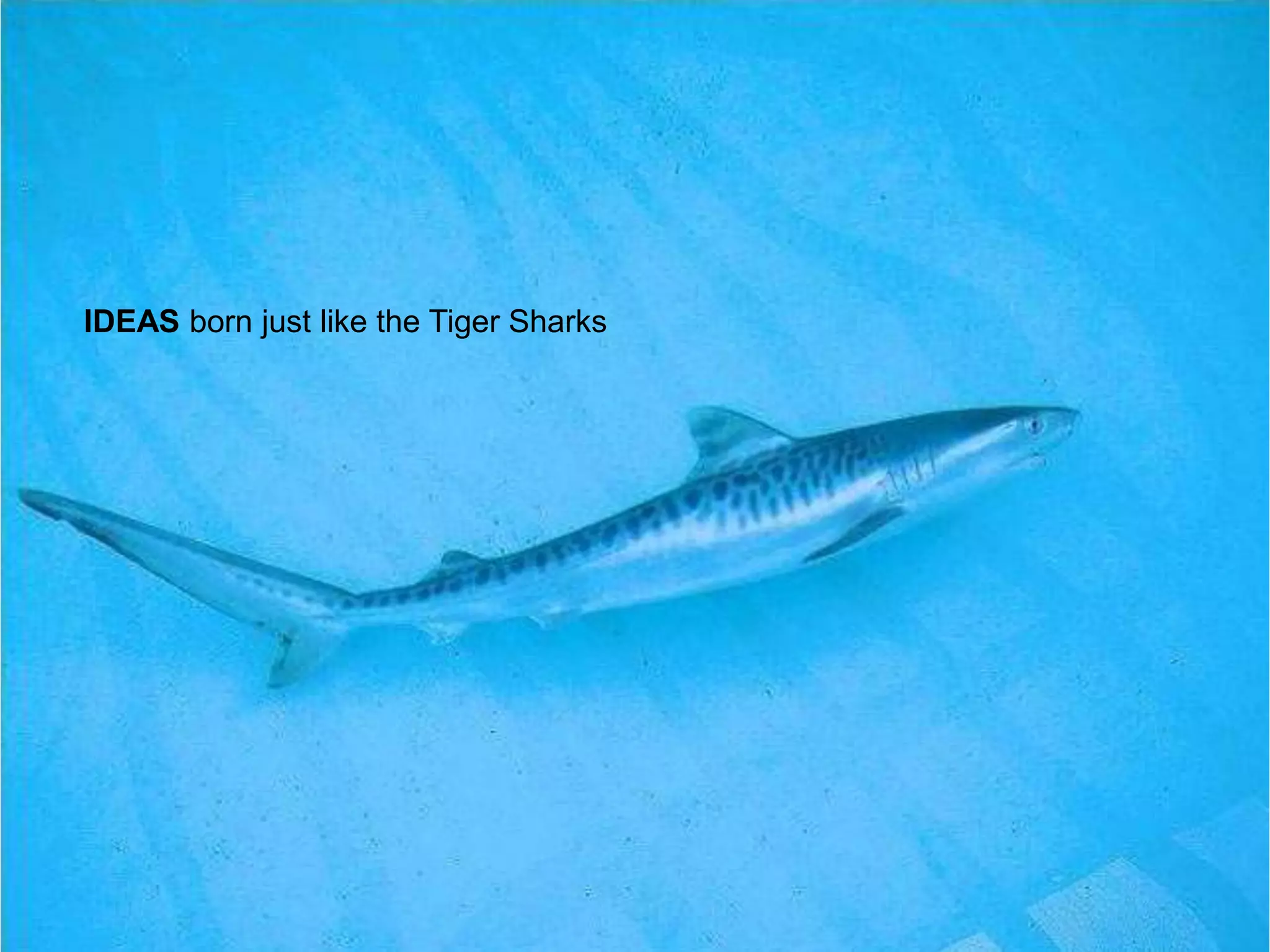 IDEAS born just like the Tiger Sharks
 