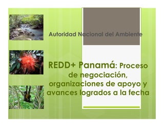 Autoridad Nacional del Ambiente




REDD+ Panamá: Proceso
     de negociación,
organizaciones de apoyo y
avances logrados a la fecha
 