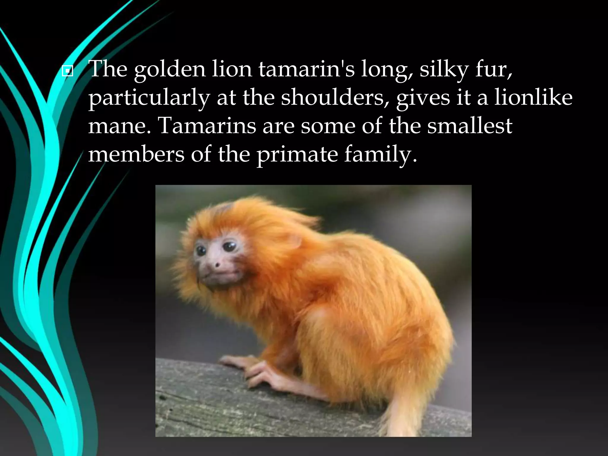  The golden lion tamarin's long, silky fur,
particularly at the shoulders, gives it a lionlike
mane. Tamarins are some of the smallest
members of the primate family.
 