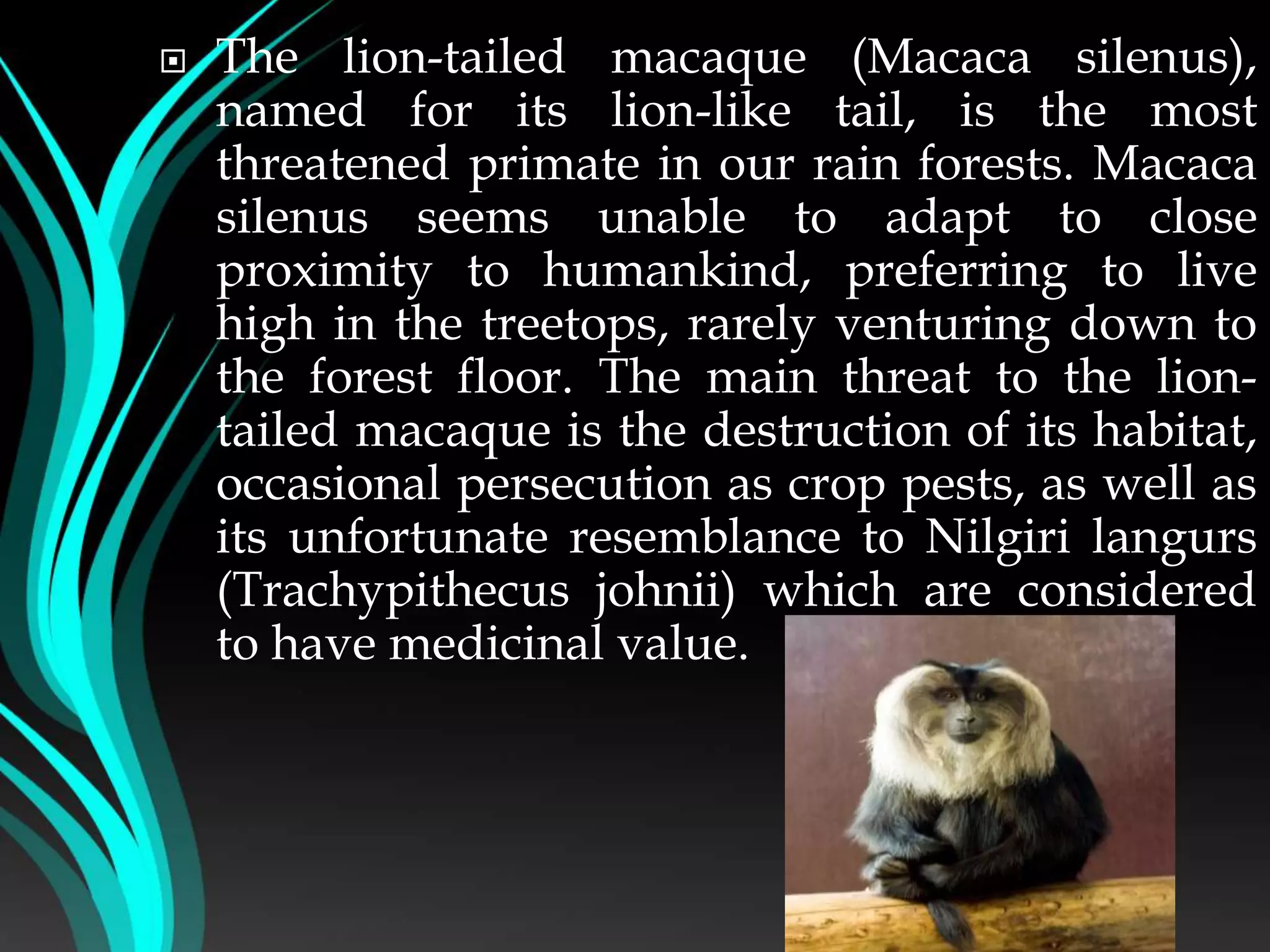  The lion-tailed macaque (Macaca silenus),
named for its lion-like tail, is the most
threatened primate in our rain forests. Macaca
silenus seems unable to adapt to close
proximity to humankind, preferring to live
high in the treetops, rarely venturing down to
the forest floor. The main threat to the lion-
tailed macaque is the destruction of its habitat,
occasional persecution as crop pests, as well as
its unfortunate resemblance to Nilgiri langurs
(Trachypithecus johnii) which are considered
to have medicinal value.
 