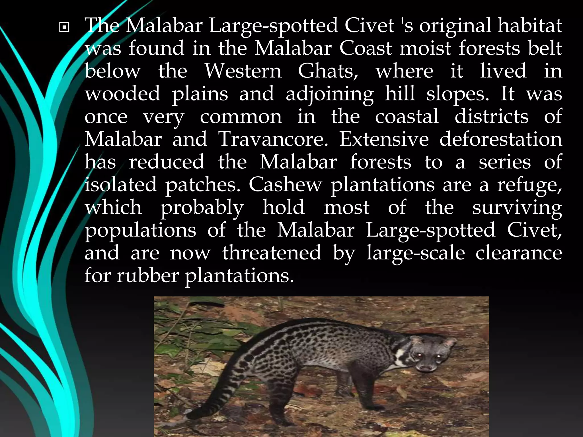  The Malabar Large-spotted Civet 's original habitat
was found in the Malabar Coast moist forests belt
below the Western Ghats, where it lived in
wooded plains and adjoining hill slopes. It was
once very common in the coastal districts of
Malabar and Travancore. Extensive deforestation
has reduced the Malabar forests to a series of
isolated patches. Cashew plantations are a refuge,
which probably hold most of the surviving
populations of the Malabar Large-spotted Civet,
and are now threatened by large-scale clearance
for rubber plantations.
 