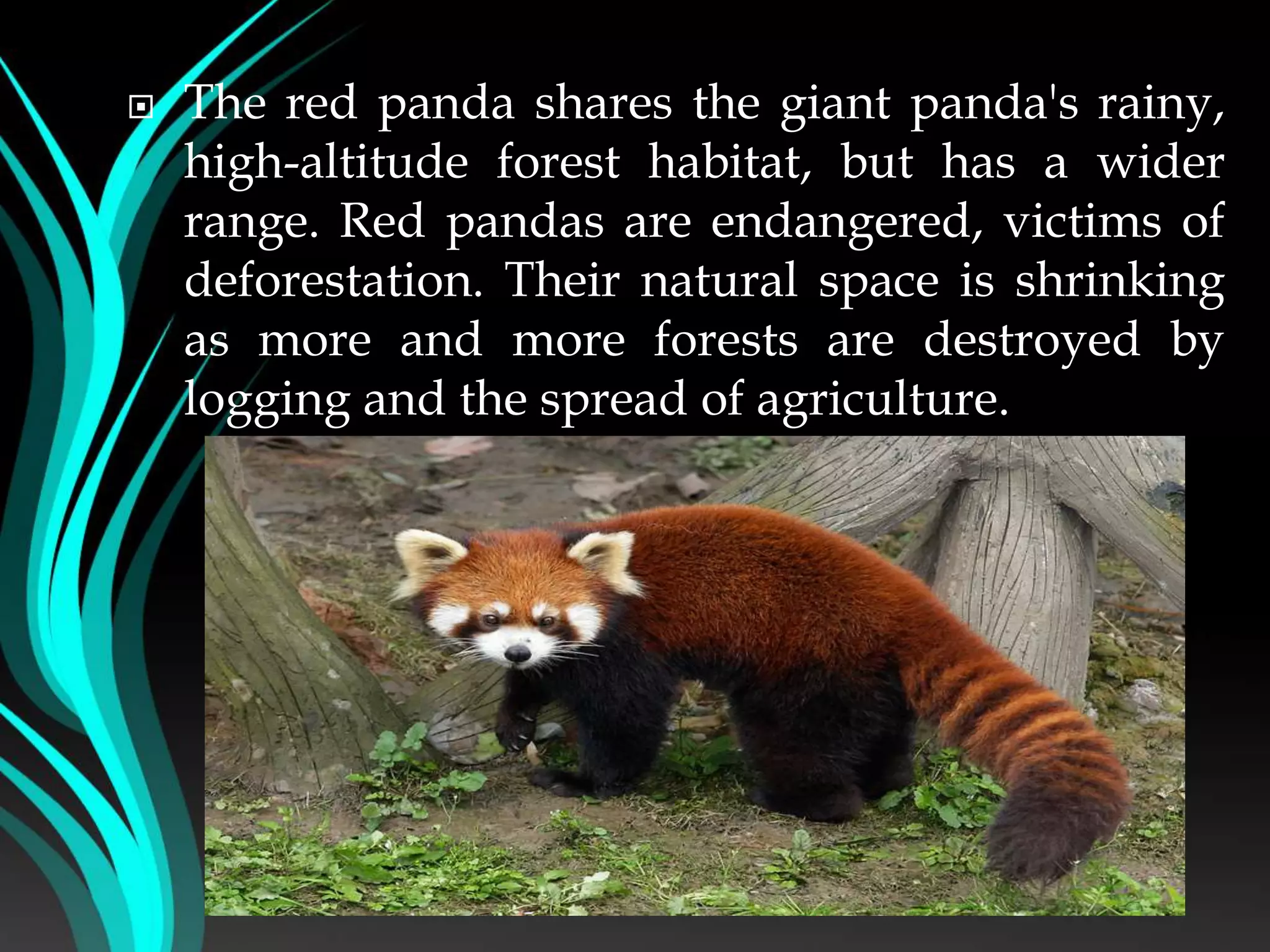  The red panda shares the giant panda's rainy,
high-altitude forest habitat, but has a wider
range. Red pandas are endangered, victims of
deforestation. Their natural space is shrinking
as more and more forests are destroyed by
logging and the spread of agriculture.
 