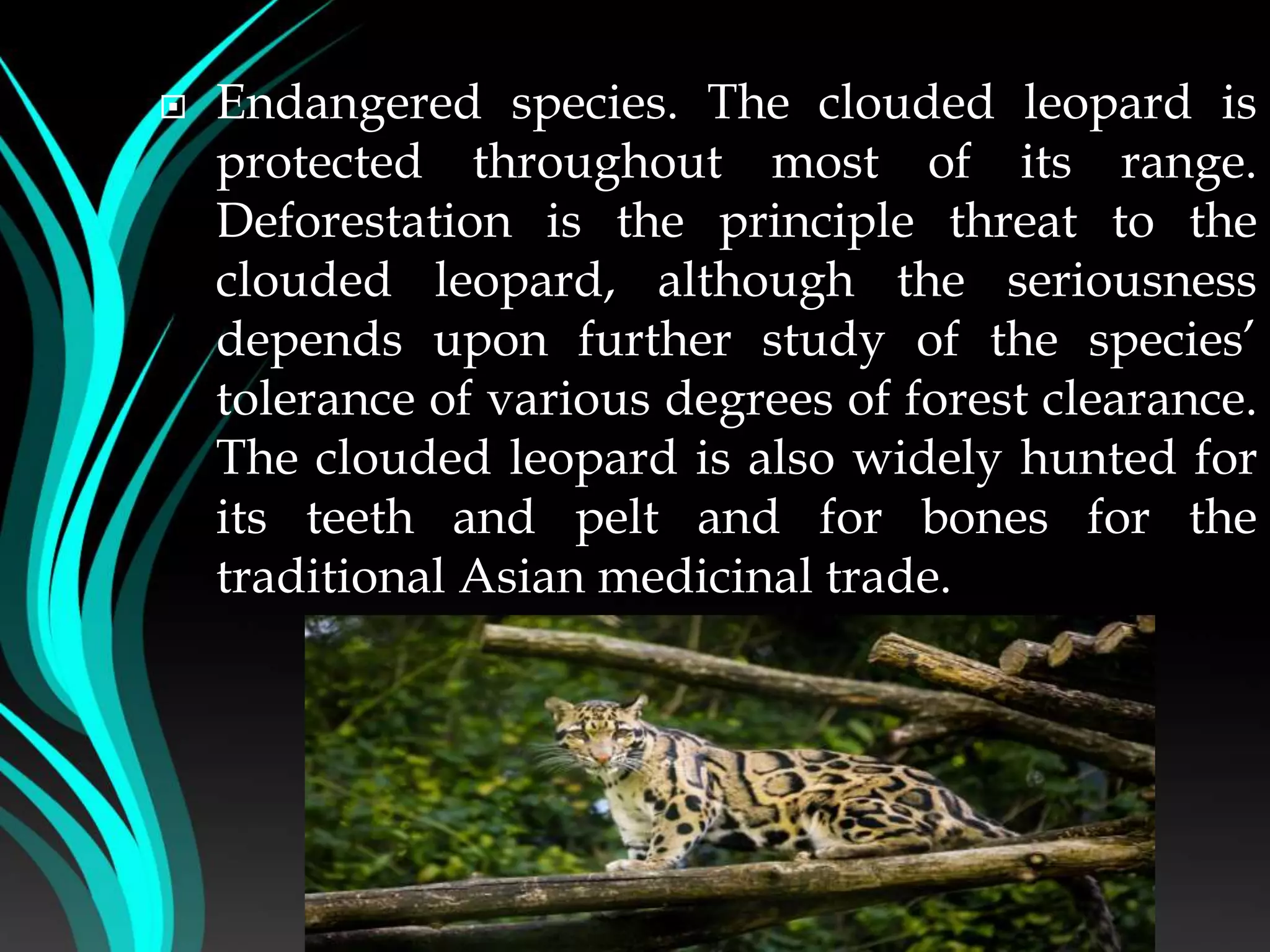  Endangered species. The clouded leopard is
protected throughout most of its range.
Deforestation is the principle threat to the
clouded leopard, although the seriousness
depends upon further study of the species’
tolerance of various degrees of forest clearance.
The clouded leopard is also widely hunted for
its teeth and pelt and for bones for the
traditional Asian medicinal trade.
 