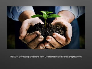 REDD+ (Reducing Emissions from Deforestation and Forest Degradation)
 