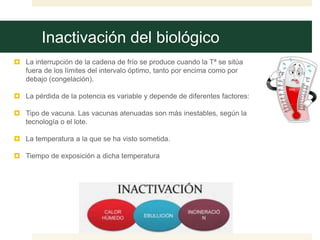 Inactivación del biológico
 La interrupción de la cadena de frío se produce cuando la Tª se sitúa
fuera de los límites del intervalo óptimo, tanto por encima como por
debajo (congelación).
 La pérdida de la potencia es variable y depende de diferentes factores:
 Tipo de vacuna. Las vacunas atenuadas son más inestables, según la
tecnología o el lote.
 La temperatura a la que se ha visto sometida.
 Tiempo de exposición a dicha temperatura
 