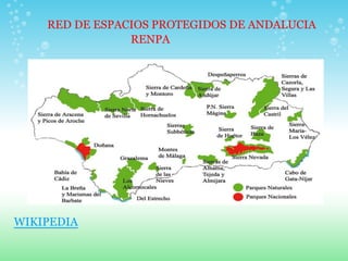 RED DE ESPACIOS PROTEGIDOS DE ANDALUCIA
                RENPA




WIKIPEDIA
 