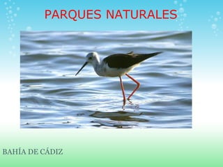 PARQUES NATURALES




BAHÍA DE CÁDIZ
 