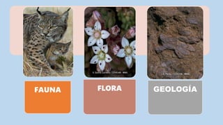 FAUNA FLORA GEOLOGÍA
 