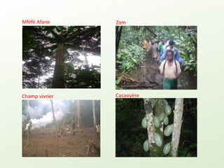 Redd+ et usages locaux des forêts