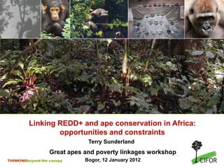 Linking REDD+ and ape conservation in Africa:
                 opportunities and constraints
                               Terry Sunderland
                   Great apes and poverty linkages workshop
THINKINGbeyond the canopy     Bogor, 12 January 2012
 