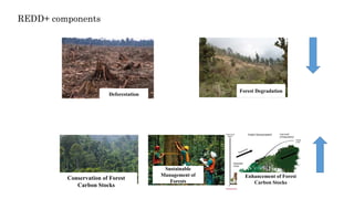 REDD+ components
Deforestation
Forest Degradation
Conservation of Forest
Carbon Stocks
Sustainable
Management of
Forests
Enhancement of Forest
Carbon Stocks
 