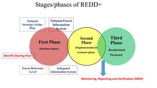 First Phase
(Readiness phase_
Second
Phase
(Implementation/in
vestment phase_
Third
Phase
-Result-based
Payment)
Monitoring, Reporting and Verification (MRV)
National
Strategy/Action
Plan
Forest Reference
Level
National Forest
Information
System
Safeguard
Information System
Stages/phases of REDD+
Benefit Sharing Plan
 