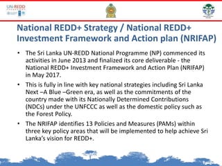 • The Sri Lanka UN-REDD National Programme (NP) commenced its
activities in June 2013 and finalized its core deliverable - the
National REDD+ Investment Framework and Action Plan (NRIFAP)
in May 2017.
• This is fully in line with key national strategies including Sri Lanka
Next –A Blue –Green era, as well as the commitments of the
country made with its Nationally Determined Contributions
(NDCs) under the UNFCCC as well as the domestic policy such as
the Forest Policy.
• The NRIFAP identifies 13 Policies and Measures (PAMs) within
three key policy areas that will be implemented to help achieve Sri
Lanka’s vision for REDD+.
National REDD+ Strategy / National REDD+
Investment Framework and Action plan (NRIFAP)
 
