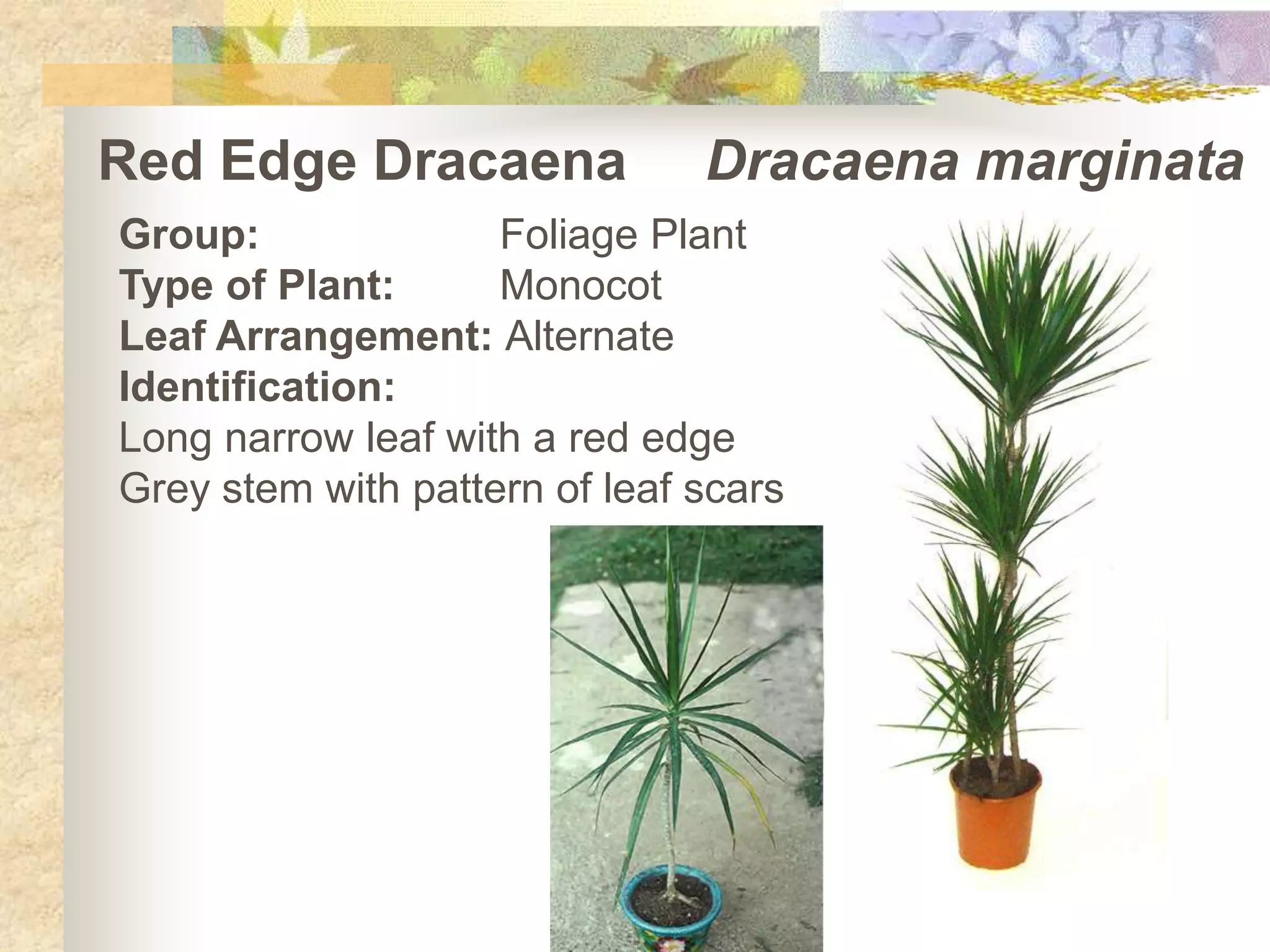 Red Edge Dracaena: Monocot Or Dicot? Learn The Truth Today!