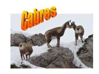Cabres 