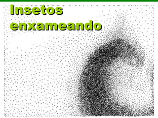 InsetosInsetos
enxameandoenxameando
 