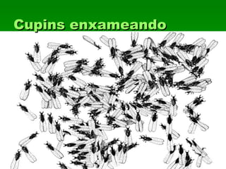 Cupins enxameandoCupins enxameando
 