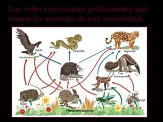 Las redes representan gráficamente qué
comen los animales de una comunidad.
 