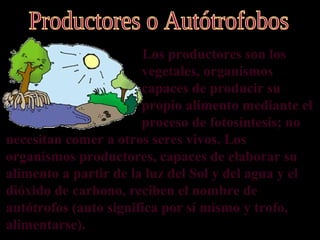 `       Los productores son los
                       vegetales, organismos
                       capaces de producir su
                       propio alimento mediante el
                       proceso de fotosíntesis; no
necesitan comer a otros seres vivos. Los
organismos productores, capaces de elaborar su
alimento a partir de la luz del Sol y del agua y el
dióxido de carbono, reciben el nombre de
autótrofos (auto significa por sí mismo y trofo,
alimentarse).
 