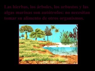 Las hierbas, los árboles, los arbustos y las
algas marinas son autótrofos: no necesitan
tomar su alimento de otros organismos.
 