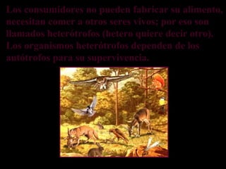 Los consumidores no pueden fabricar su alimento,
necesitan comer a otros seres vivos; por eso son
llamados heterótrofos (hetero quiere decir otro).
Los organismos heterótrofos dependen de los
autótrofos para su supervivencia.
 