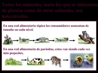 Todos los animales, tanto los que se alimentan
de plantas como de otros animales, son
heterótrofos.
En una red alimentaria tópica los consumidores aumentan de
tamaño en cada nivel.




En una red alimentaria de parásitos, estos van siendo cada vez
más pequeños.
 