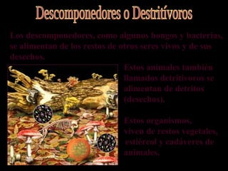 Los descomponedores, como algunos hongos y bacterias,
se alimentan de los restos de otros seres vivos y de sus
desechos.
                               Estos animales también
                               llamados detritívoros se
                               alimentan de detritos
                               (desechos).

                             Estos organismos,
                             viven de restos vegetales,
                             estiércol y cadáveres de
                             animales.
 