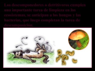 Los descomponedores o detritívoros cumplen
una importante tarea de limpieza en los
ecosistemas, se anticipan a los hongos y las
bacterias, que luego completan la tarea de
descomposición.
 