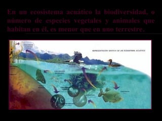 En un ecosistema acuático la biodiversidad, o
número de especies vegetales y animales que
habitan en él, es menor que en uno terrestre.
 