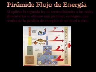 Al aplicar la segunda ley de termodinámica a las redes
alimentarias se obtiene una pirámide ecológica, que
resulta de la perdida de energían de un nivel a otro.
 