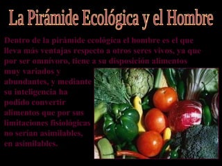 Dentro de la pirámide ecológica el hombre es el que
lleva más ventajas respecto a otros seres vivos, ya que
por ser omnívoro, tiene a su disposición alimentos
muy variados y
abundantes, y mediante
su inteligencia ha
podido convertir
alimentos que por sus
limitaciones fisiológicas
no serían asimilables,
en asimilables.
 