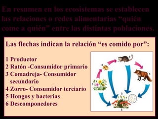 En resumen en los ecosistemas se establecen
las relaciones o redes alimentarias “quién
come a quién” entre las distintas poblaciones.
 Las flechas indican la relación “es comido por”:

 1 Productor
 2 Ratón -Consumidor primario
 3 Comadreja- Consumidor
   secundario
 4 Zorro- Consumidor terciario
 5 Hongos y bacterias
 6 Descomponedores
 
