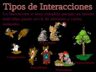 La interacción es muy compleja porque un mismo
individuo puede servir de alimento a varios
animales.



                     Depredador



  Competencia
                                           Comensalismo
                Parasitismo
                              Mutualismo
 