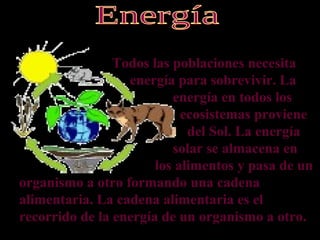 Todos las poblaciones necesita
                  energía para sobrevivir. La
                          energía en todos los
                            ecosistemas proviene
                             del Sol. La energía
                          solar se almacena en
                       los alimentos y pasa de un
organismo a otro formando una cadena
alimentaria. La cadena alimentaria es el
recorrido de la energía de un organismo a otro.
 