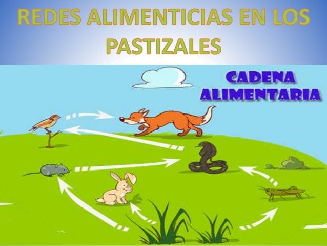 cadenas troficas en argentina redes alimenticias en los pastizales cadenas troficas en argentina redes alimenticias en los pastizales