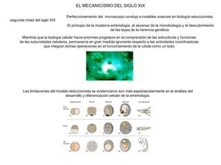 EL MECANICISMO DEL SIGLO XIX
segunda mitad del siglo XIX
Perfeccionamiento del microscopio condujo a notables avances en biología reduccionista.
El principio de la moderna embriología, el ascenso de la microbiología y el descubrimiento
de las leyes de la herencia genética.
Mientras que la biología celular hacía enormes progresos en la comprensión de las estructuras y funciones
de las subunidades celulares, permanecía en gran medida ignorante respecto a las actividades coordinadoras
que integran dichas operaciones en el funcionamiento de la célula como un todo.
Las limitaciones del modelo reduccionista se evidenciaron aún más espectacularmente en el análisis del
desarrollo y diferenciación celular de la embriología.
 