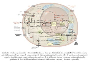 Detallados estudios experimentales sobre las células dejaban claro que el metabolismo de la célula viva combina orden y
actividad de un modo que no puede ser descrito por la ciencia mecanicista. Involucra miles de reacciones químicas, que se
producen simultáneamente para transformar los nutrientes de la célula, sintetizar sus estructuras básicas y eliminar los
productos de desecho. El metabolismo es una actividad continua, compleja y altamente organizada.
 