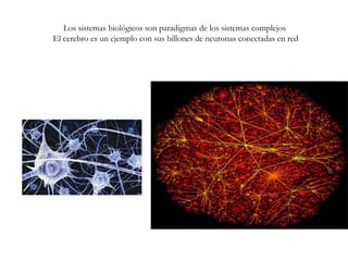 Los sistemas biológicos son paradigmas de los sistemas complejos
El cerebro es un ejemplo con sus billones de neuronas conectadas en red
 