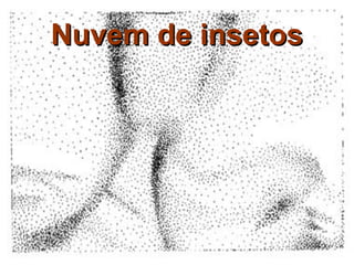 Nuvem de insetos
 