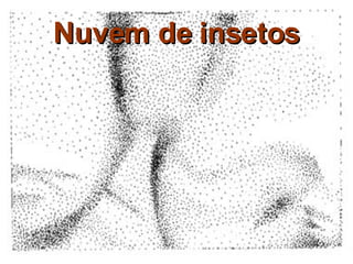 Nuvem de insetos 