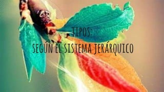 tipos:
segúnelsistemajerárquico
 