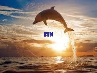 FIN
 
