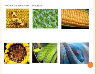 MODULOS EN LA NATURALEZA
 