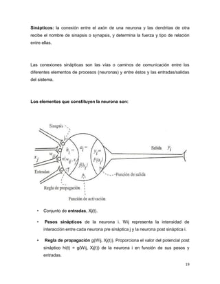 Sinápticos: la conexión entre el axón de una neurona y las dendritas de otra
recibe el nombre de sinapsis o synapsis, y determina la fuerza y tipo de relación
entre ellas.




Las conexiones sinápticas son las vías o caminos de comunicación entre los
diferentes elementos de procesos (neuronas) y entre éstos y las entradas/salidas
del sistema.




Los elementos que constituyen la neurona son:




   •   Conjunto de entradas, Xj(t).

   •    Pesos sinápticos de la neurona i. Wij representa la intensidad de
       interacción entre cada neurona pre sináptica j y la neurona post sináptica i.

   •    Regla de propagación g(Wij, Xj(t)). Proporciona el valor del potencial post
       sináptico hi(t) = g(Wij, Xj(t)) de la neurona i en función de sus pesos y
       entradas.

                                                                                   19
 